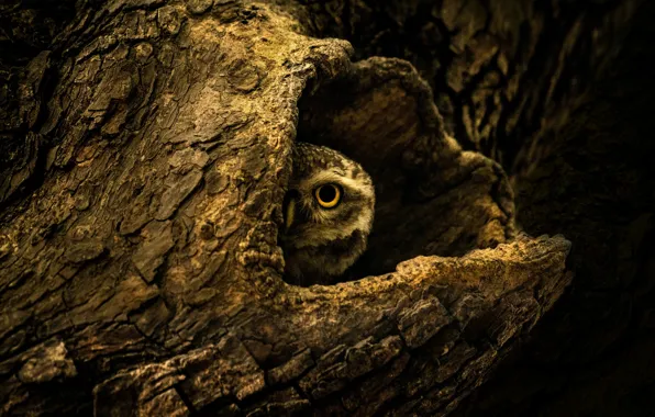 Picture LOOK, TREE, BIRD, OWL, BARK, The HOLLOW