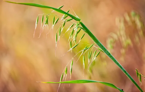 Grass, leaves, plant, spikelets