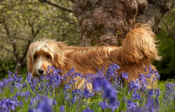 Flowers, nature, dog