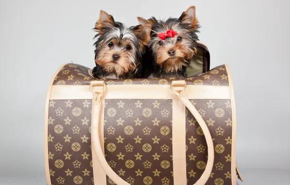 Picture puppies, bag, bow, Terriers, Louis Vuitton