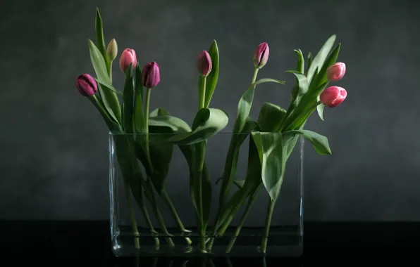 Background, tulips, vase, buds