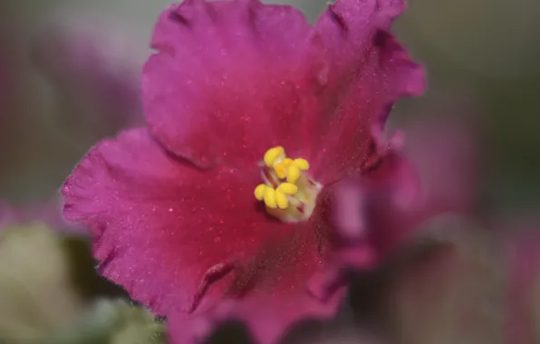 Macro, flowers, nature, macro flowers nature, Helios 44m