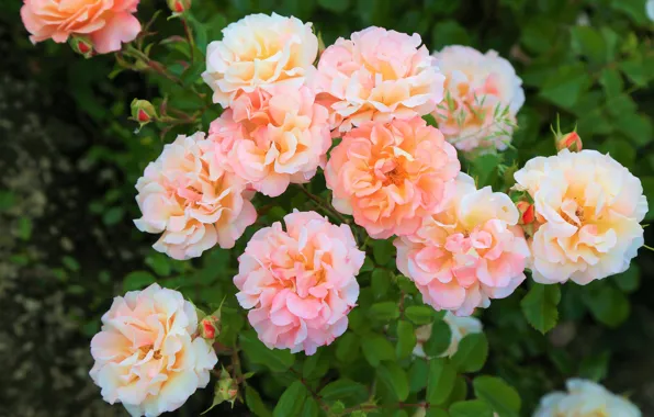Leaves, flowers, roses, garden, orange, flowerbed, bokeh, roses