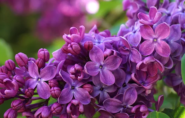 Picture macro, flowers, spring, lilac
