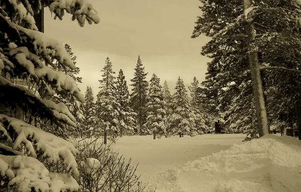 Winter, forest, snow, nature, winter, sepia