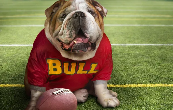 Picture The ball, Bulldog, Football