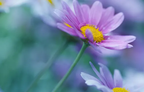 Flowers, petals, blur, stem, lilac