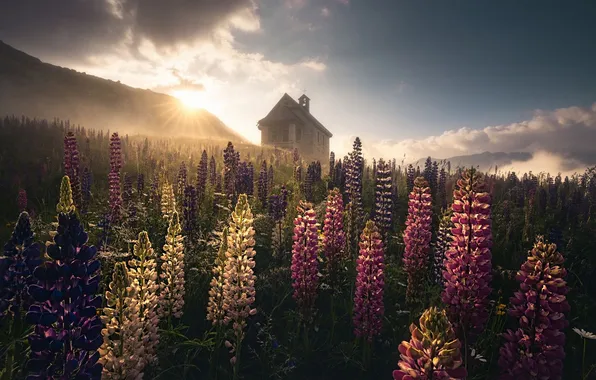 Field, flowers, house, lupins