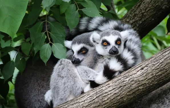 Look, leaves, nature, pose, tree, pair, lemur, lemurs