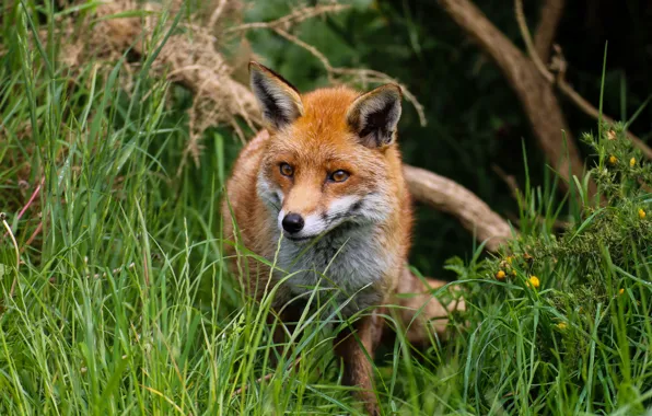 Nature, predator, Fox, red