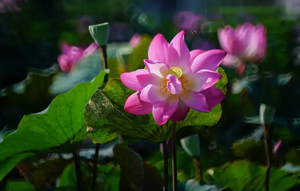Greens, leaves, light, flowers, nature, background, bright, blur