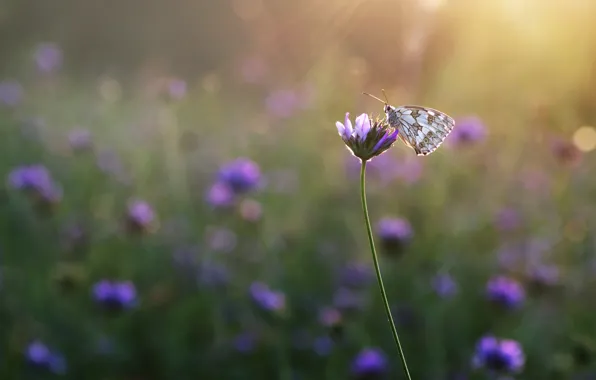Picture field, rays, flowers, butterfly, meadow, insect