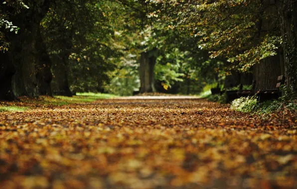 Autumn, leaves, bench, Park, alley, fallen