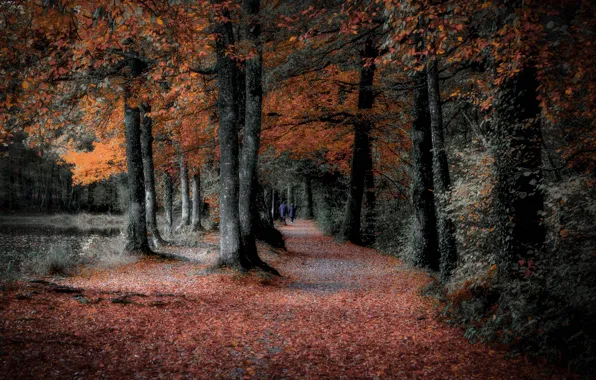 Picture autumn, trees, Park