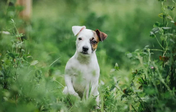 Grass, portrait, dog, puppy, doggie, The Parson Russell Terrier