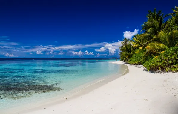 Sea, beach, the ocean, island, Paradise, coconut, horizon, island