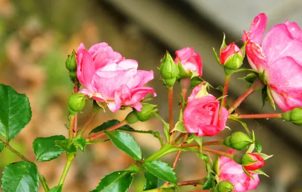 Picture leaves, nature, Bush, roses, stem, Bud