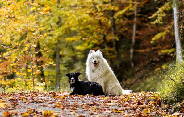 Autumn, forest, dogs, leaves, nature, two, pair, a couple
