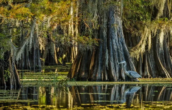 USA, forest, trees, nature, bird, water, lake, Texas