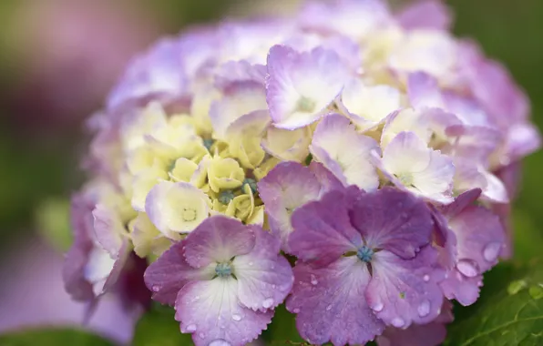 Picture macro, flowers, hydrangea