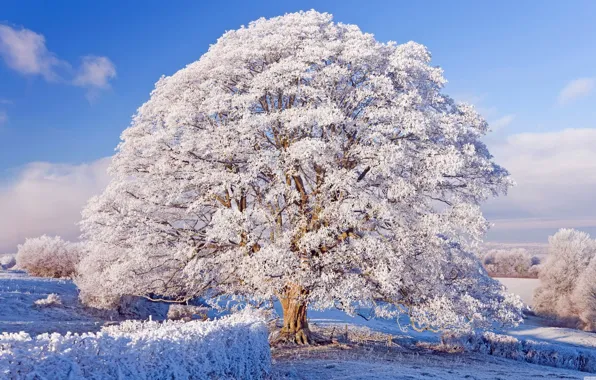 Picture nature, winter, big tree, snowfrost