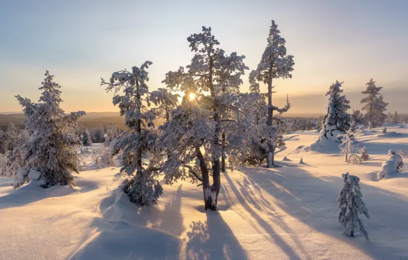 Picture winter, snow, Finland, Finland, Akaslompolo, Freestyle Music Fur