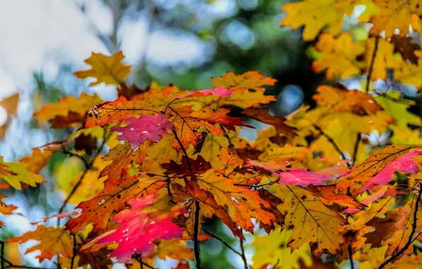 Autumn, the sky, leaves, branches