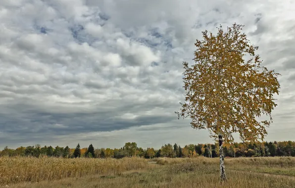 Field, autumn, trees, landscape, nature