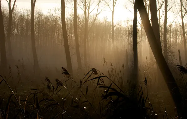 Trees, nature, reed, landing