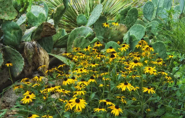 Flowers, petals, garden, cactus, flowerbed