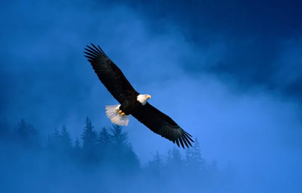 Picture freedom, Eagle, Flight, flight, Alaska, eagle
