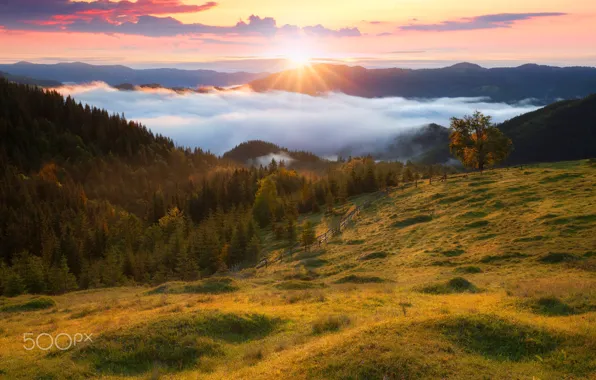 Picture forest, the sky, the sun, light, mountains, fog, morning