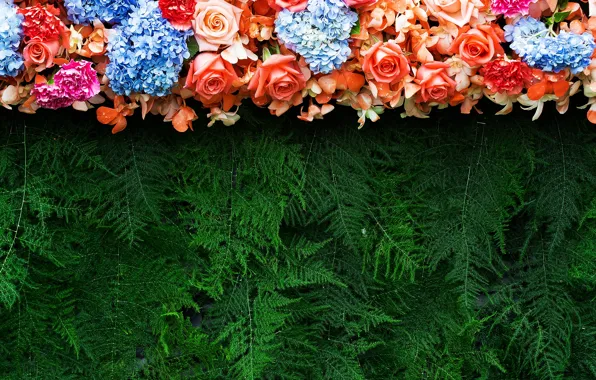 Flowers, branches, background, roses, colorful, needles, flowers, roses