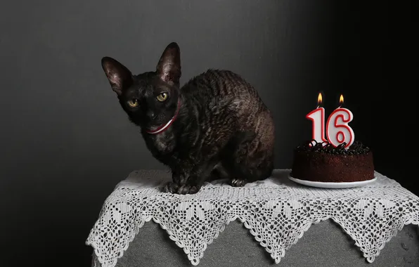Cat, cat, look, pose, the dark background, table, holiday, black