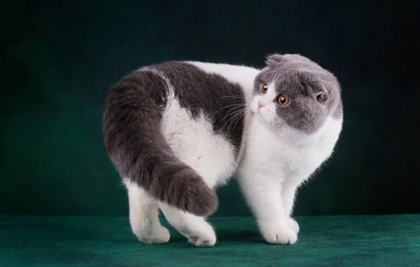 Cat, cat, look, face, pose, the dark background, kitty, paws