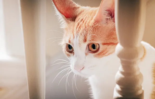 Cat, cat, look, muzzle, cat
