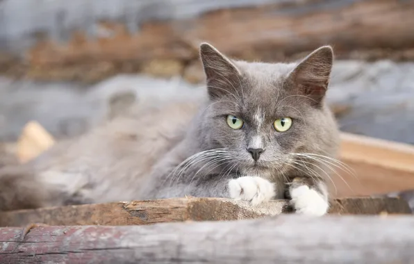 Cat, cat, legs, Cat, village