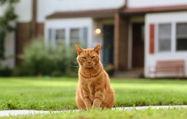 Cat, cat, red, lawn