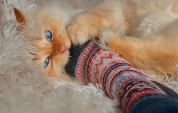 Cat, cat, look, pose, the game, sock, fluffy, red