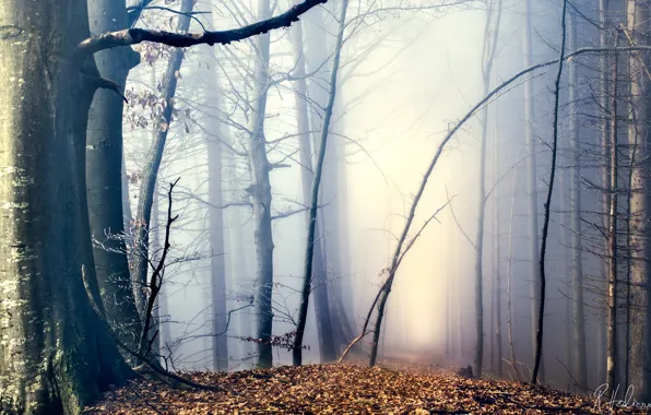 Picture autumn, forest, nature, fog