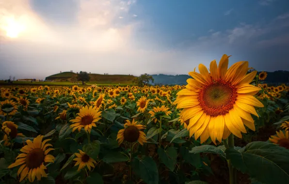 Field, summer, the sky, clouds, light, sunflowers, flowers, blue