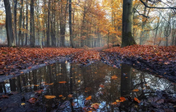 Autumn, nature, puddle
