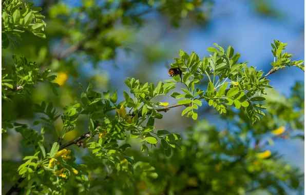 Nature, spring, bumblebee, bokeh, acacia