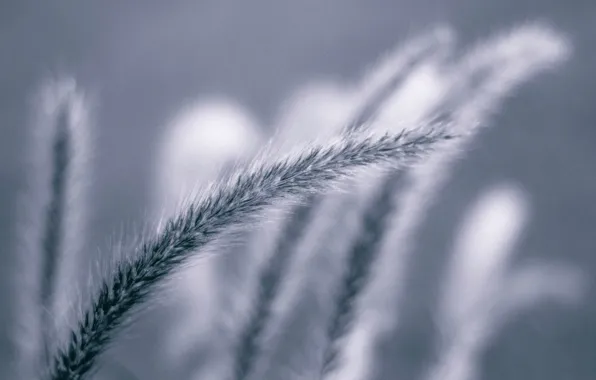 Picture nature, plant, ear