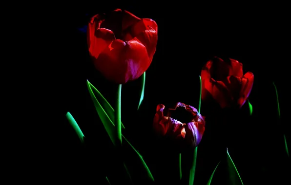 Flowers, background, tulips