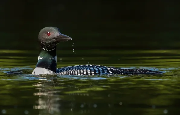 Bird, water, Loon, bird, duck, vodoca