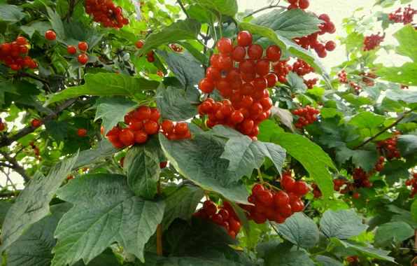 Picture leaves, berries, Kalina