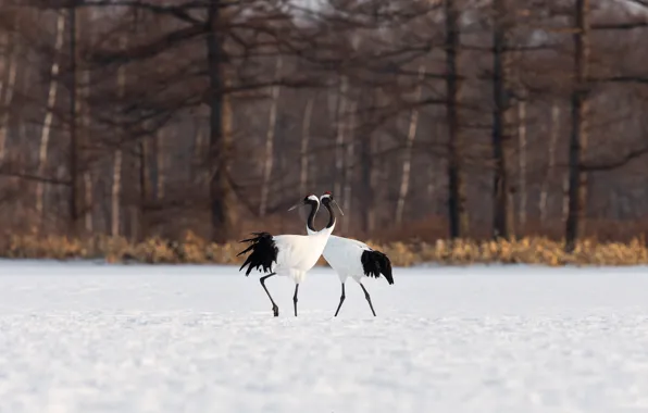 Winter, forest, snow, trees, birds, branches, nature, pose