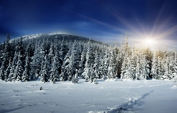 Winter, forest, the sun, rays, snow, hills, tree, shadow