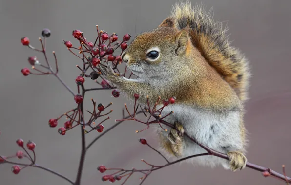 Branches, berries, background, protein, squirrel